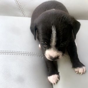 Meet your Posher, Steven